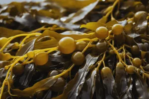 Kelp